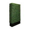 Tall Boxwood Wall