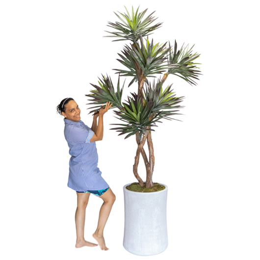 Mediterranean Agave Tree 8' Mediterranean Agave Tree 8'