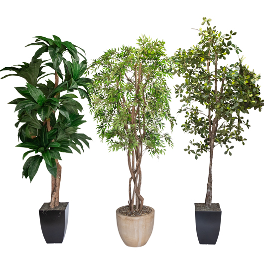 California Olive Tree 6'