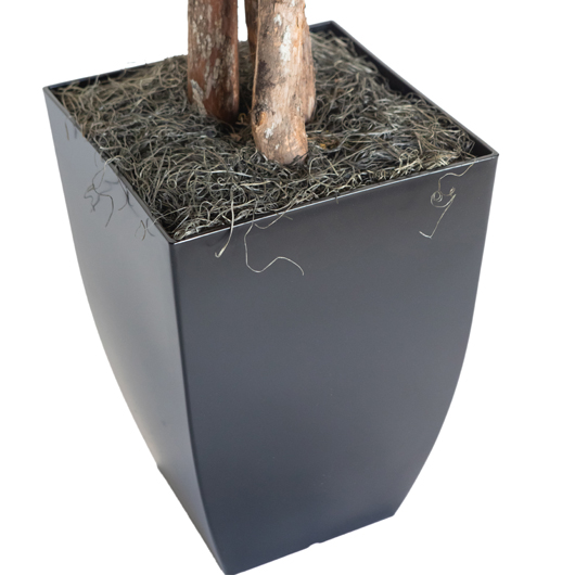 California Olive Tree 6' California Olive Tree 6'