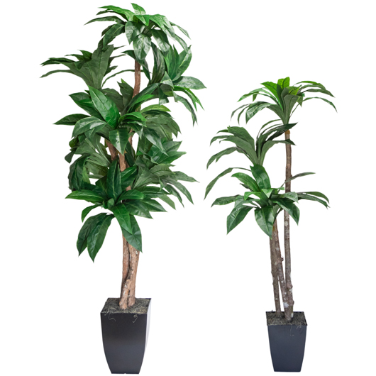 Banana Palm Tree 8' Banana Palm Tree 8'