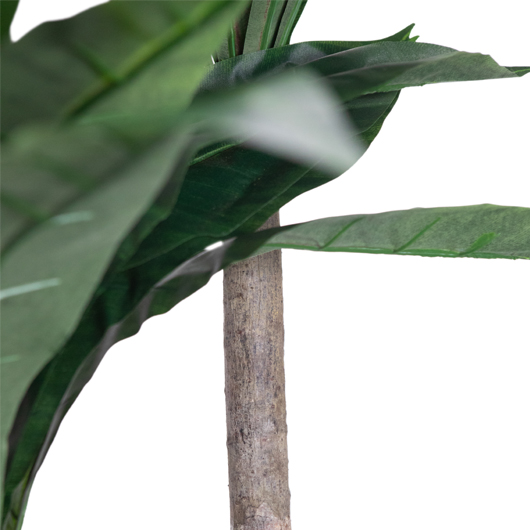 Banana Palm Tree 8' Banana Palm Tree 8'