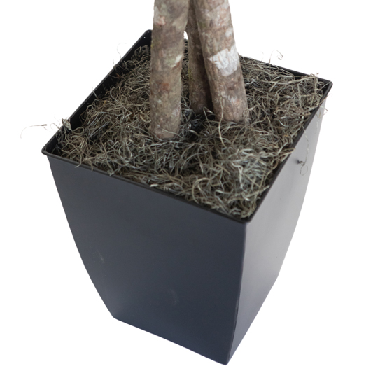 California Olive Tree 6'