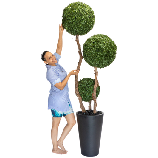 Topiary Boxwood Tree 7' Topiary Boxwood Tree 7'