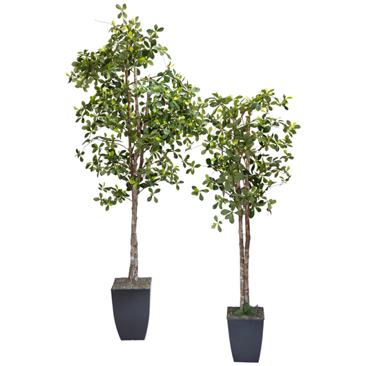 California Olive Tree 6'