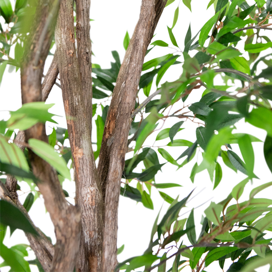 Italian Ruscus Tree 7.5'