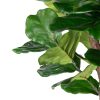 Fiddle Leaf Fig Tree 7'