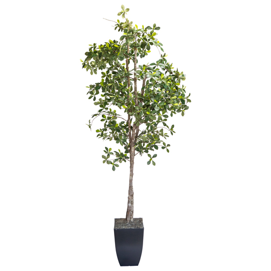 Fiddle Leaf Fig Tree 7'