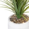 Fountain Grass 58" Fountain Grass 58"