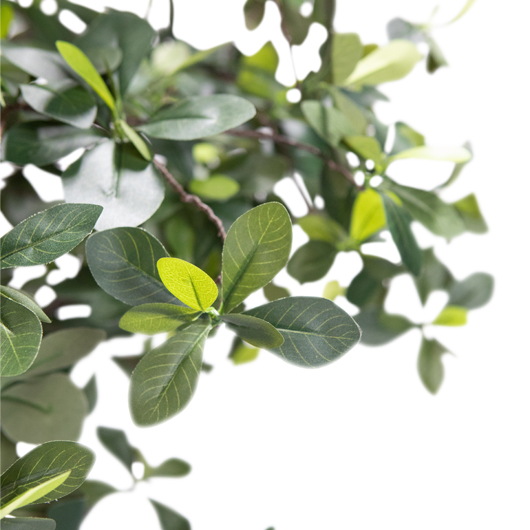 California Olive Tree 6'