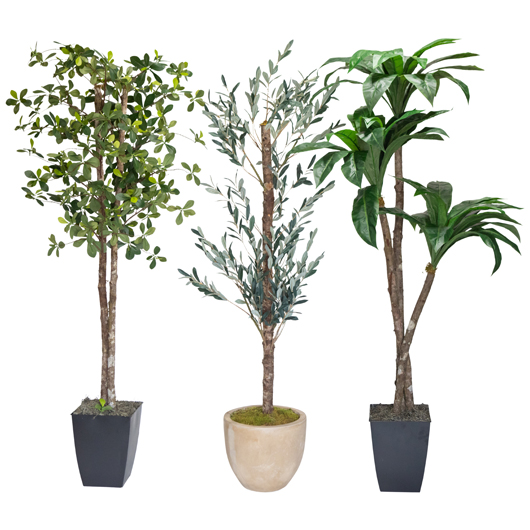 California Olive Tree 8'