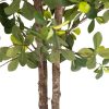 California Olive Tree 6' California Olive Tree 6'