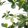 California Olive Tree 6' California Olive Tree 6'