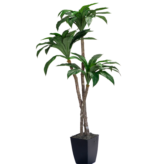 Banana Palm Tree 6'