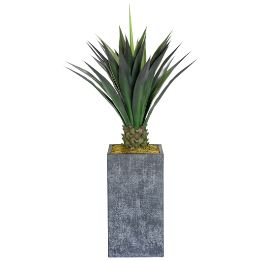 Agave Short 4'
