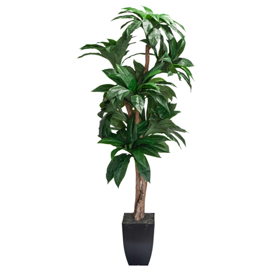 Banana Palm Tree 6'