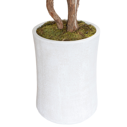 Mediterranean Agave Tree 8' Mediterranean Agave Tree 8'