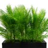 Palm Room Divider - Black Planter Palm Room Divider - Black Planter