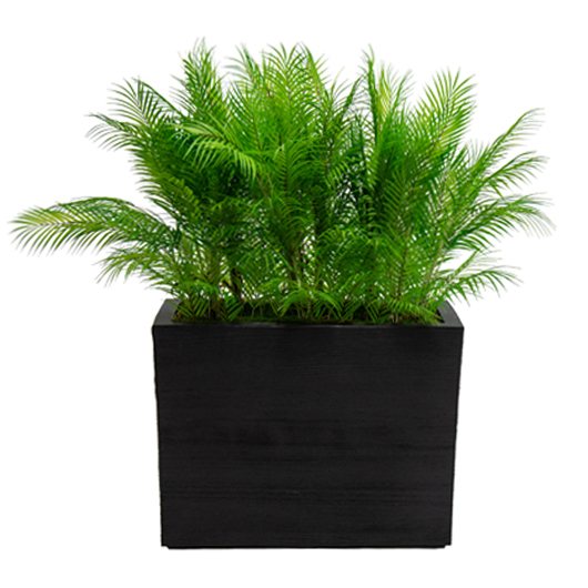 Palm Room Divider - Black Planter Palm Room Divider - Black Planter